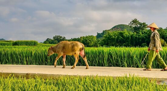 Lush Pakse countryside landscape on a Pakse Travel banner by Legend Tours Group.